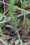 Field pepperweed